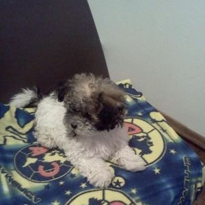 Meet your Posher, Pablo